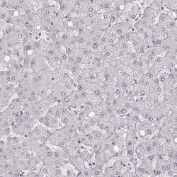 Invitrogen MYH6 Monoclonal Antibody (CL2162) 100 &mu;L; Unconjugated:Antibodies,