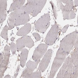 Invitrogen CARS Monoclonal Antibody (CL2309) 100 &mu;L; Unconjugated:Antibodies,