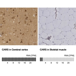 Invitrogen CARS Monoclonal Antibody (CL2310) 100 &mu;L; Unconjugated:Antibodies,