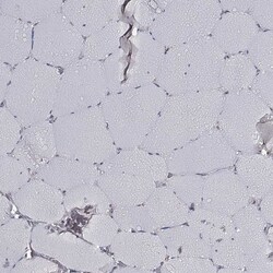 Invitrogen CARS Monoclonal Antibody (CL2310) 100 &mu;L; Unconjugated:Antibodies,