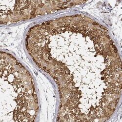 Invitrogen CARS Monoclonal Antibody (CL2310) 100 &mu;L; Unconjugated:Antibodies,