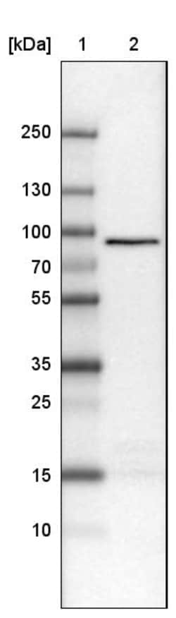 Invitrogen CARS Monoclonal Antibody (CL2310) 100 &mu;L; Unconjugated:Antibodies,