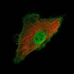 Invitrogen LY6K Monoclonal Antibody (CL2435) 100 &mu;L; Unconjugated:Antibodies,