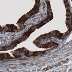 Invitrogen GRASP55 Monoclonal Antibody (CL2522) 100 &mu;L; Unconjugated:Antibodies,