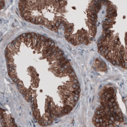 Invitrogen GRASP55 Monoclonal Antibody (CL2522) 100 &mu;L; Unconjugated:Antibodies,