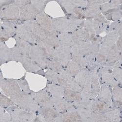 Invitrogen GRASP55 Monoclonal Antibody (CL2522) 100 &mu;L; Unconjugated:Antibodies,