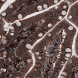 Invitrogen GRASP55 Monoclonal Antibody (CL2522) 100 &mu;L; Unconjugated:Antibodies,