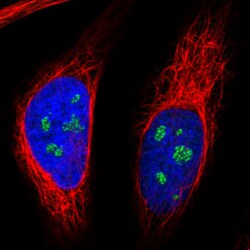 Invitrogen NOP56 Monoclonal Antibody (CL2603) 100 &mu;L | Buy Online | Invitrogen&trade; | Fisher Scientific