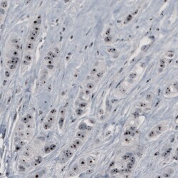 Invitrogen NOP56 Monoclonal Antibody (CL2603) 100 &mu;L | Buy Online | Invitrogen&trade; | Fisher Scientific