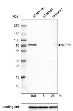 Invitrogen NOP56 Monoclonal Antibody (CL2603) 100 &mu;L | Buy Online | Invitrogen&trade; | Fisher Scientific