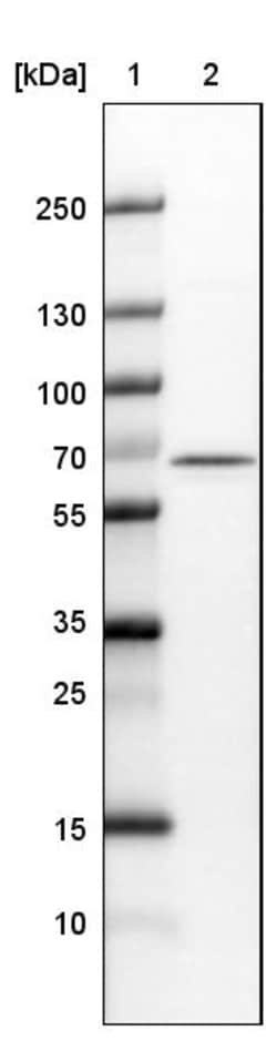 Invitrogen NOP56 Monoclonal Antibody (CL2603) 100 &mu;L | Buy Online | Invitrogen&trade; | Fisher Scientific