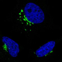 Invitrogen GRASP55 Monoclonal Antibody (CL2610) 100 &mu;L; Unconjugated:Antibodies,