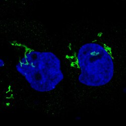 Invitrogen GRASP55 Monoclonal Antibody (CL2610) 100 &mu;L; Unconjugated:Antibodies,