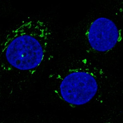 Invitrogen GRASP55 Monoclonal Antibody (CL2610) 100 &mu;L; Unconjugated:Antibodies,