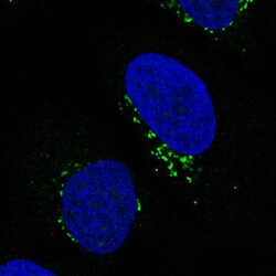 Invitrogen GRASP55 Monoclonal Antibody (CL2610) 100 &mu;L; Unconjugated:Antibodies,