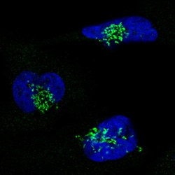 Invitrogen GRASP55 Monoclonal Antibody (CL2610) 100 &mu;L; Unconjugated:Antibodies,