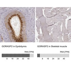 Invitrogen GRASP55 Monoclonal Antibody (CL2610) 100 &mu;L; Unconjugated:Antibodies,
