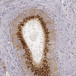 Invitrogen GRASP55 Monoclonal Antibody (CL2610) 100 &mu;L; Unconjugated:Antibodies,