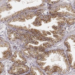Invitrogen GRASP55 Monoclonal Antibody (CL2610) 100 &mu;L; Unconjugated:Antibodies,