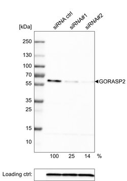 Invitrogen GRASP55 Monoclonal Antibody (CL2610) 100 &mu;L; Unconjugated:Antibodies,