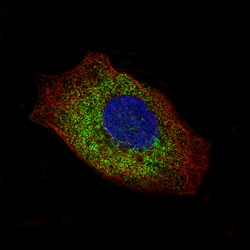 Invitrogen Laminin gamma-2 Monoclonal Antibody (CL2980) 100 &mu;L; Unconjugated:Antibodies,