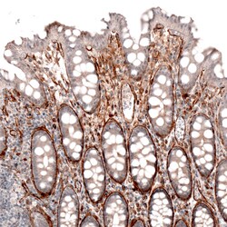 Invitrogen Laminin alpha-4 Monoclonal Antibody (CL3183) 100 &mu;L; Unconjugated:Antibodies,