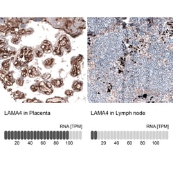 Invitrogen Laminin alpha-4 Monoclonal Antibody (CL3183) 100 &mu;L; Unconjugated:Anticorps,