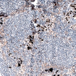 Invitrogen Laminin alpha-4 Monoclonal Antibody (CL3183) 100 &mu;L; Unconjugated:Antibodies,