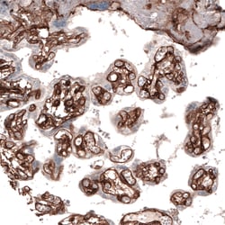 Invitrogen Laminin alpha-4 Monoclonal Antibody (CL3183) 100 &mu;L; Unconjugated:Antibodies,