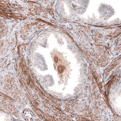Invitrogen Laminin alpha-4 Monoclonal Antibody (CL3183) 100 &mu;L; Unconjugated:Antibodies,