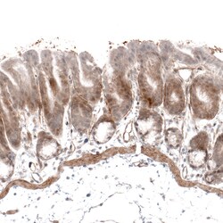 Invitrogen Laminin alpha-4 Monoclonal Antibody (CL3183) 100 &mu;L; Unconjugated:Antibodies,