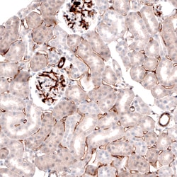 Invitrogen Laminin alpha-4 Monoclonal Antibody (CL3183) 100 &mu;L; Unconjugated:Antibodies,
