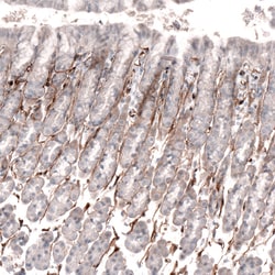Invitrogen Laminin alpha-4 Monoclonal Antibody (CL3183) 100 &mu;L; Unconjugated:Antibodies,