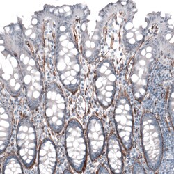 Invitrogen Laminin alpha-4 Monoclonal Antibody (CL3185) 100 &mu;L; Unconjugated:Antibodies,
