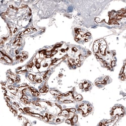 Invitrogen Laminin alpha-4 Monoclonal Antibody (CL3185) 100 &mu;L; Unconjugated:Antibodies,