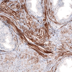 Invitrogen Laminin alpha-4 Monoclonal Antibody (CL3185) 100 &mu;L; Unconjugated:Antibodies,