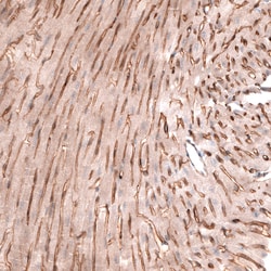 Invitrogen Laminin alpha-4 Monoclonal Antibody (CL3185) 100 &mu;L; Unconjugated:Antibodies,