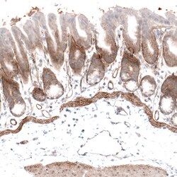 Invitrogen Laminin alpha-4 Monoclonal Antibody (CL3185) 100 &mu;L; Unconjugated:Antibodies,