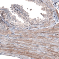 Invitrogen PGM1 Monoclonal Antibody (CL3299) 100 &mu;L; Unconjugated:Antibodies,