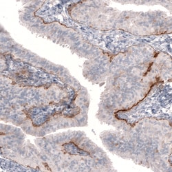 Invitrogen Laminin beta-3 Monoclonal Antibody (CL3353) 100 &mu;L; Unconjugated:Antibodies,