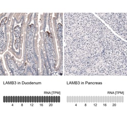 Invitrogen Laminin beta-3 Monoclonal Antibody (CL3363) 100 &mu;L; Unconjugated:Antikroppar