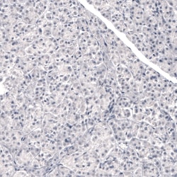 Invitrogen Laminin beta-3 Monoclonal Antibody (CL3363) 100 &mu;L; Unconjugated:Antikroppar