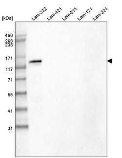 Invitrogen Laminin beta-3 Monoclonal Antibody (CL3363) 100 &mu;L; Unconjugated:Antikroppar