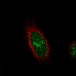 Invitrogen TLE3 Monoclonal Antibody (CL3573) 100 &mu;L; Unconjugated:Antibodies,