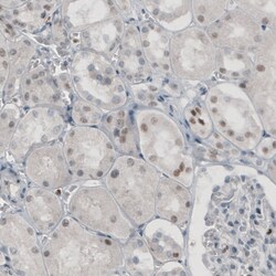 Invitrogen TLE3 Monoclonal Antibody (CL3573) 100 &mu;L; Unconjugated:Antibodies,
