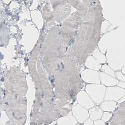 Invitrogen TLE3 Monoclonal Antibody (CL3573) 100 &mu;L; Unconjugated:Antibodies,
