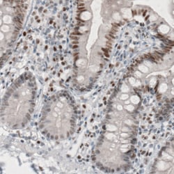 Invitrogen TLE3 Monoclonal Antibody (CL3573) 100 &mu;L; Unconjugated:Antibodies,