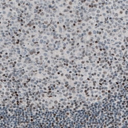 Invitrogen TLE3 Monoclonal Antibody (CL3573) 100 &mu;L; Unconjugated:Antibodies,