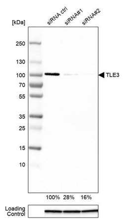 Invitrogen TLE3 Monoclonal Antibody (CL3573) 100 &mu;L; Unconjugated:Antibodies,