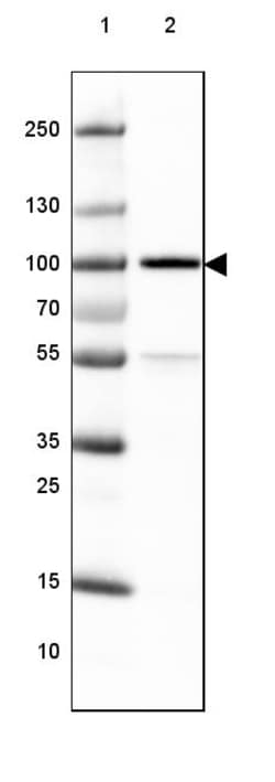 Invitrogen TLE3 Monoclonal Antibody (CL3573) 100 &mu;L; Unconjugated:Antibodies,